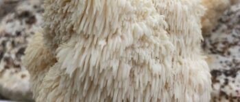 Is Lion's Mane Psychedelic? Everything You Need To Know