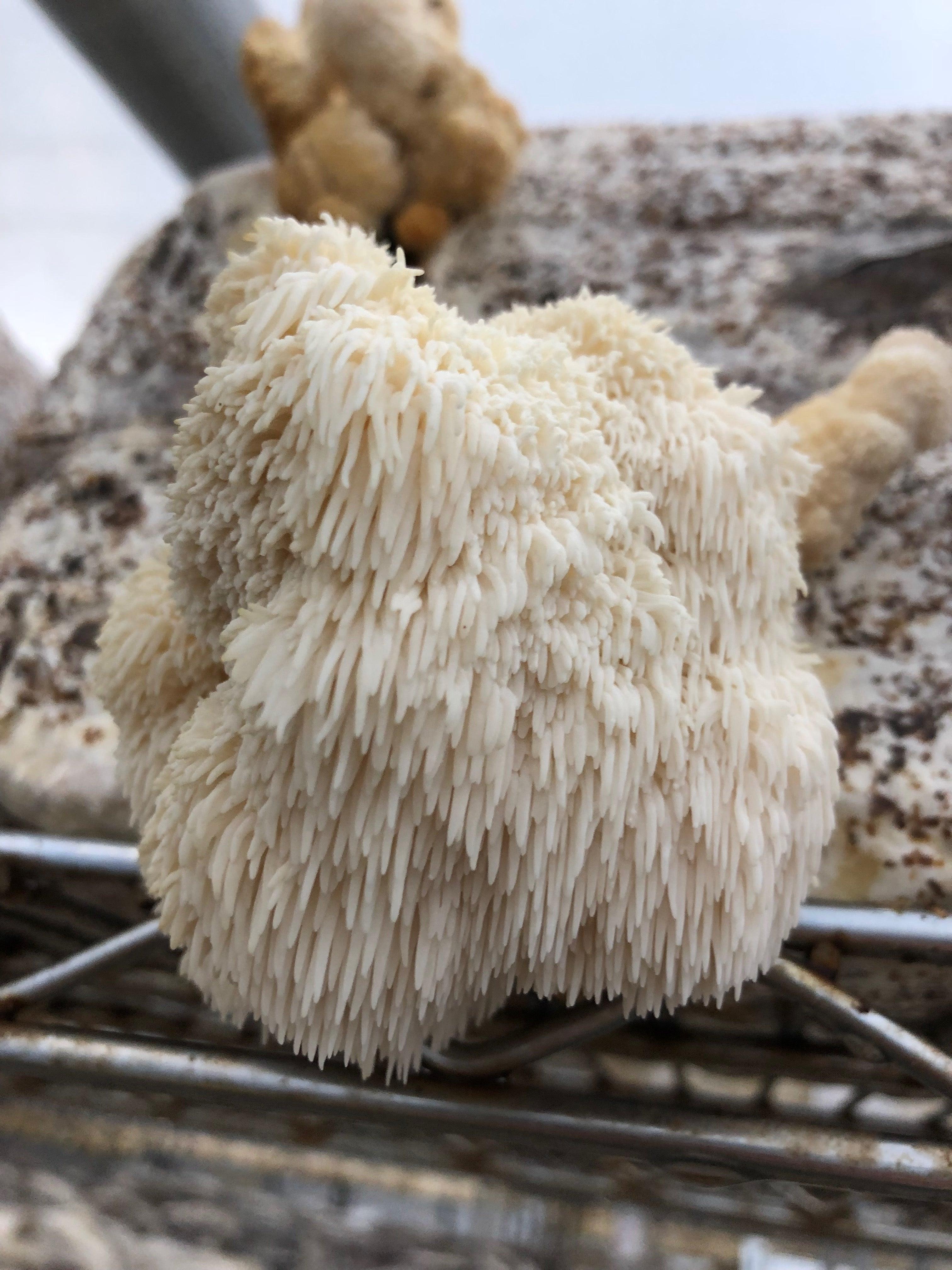 are lion's mane mushroom psychedelic