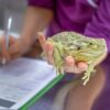 What Does Bearded Dragon Poop Look Like?