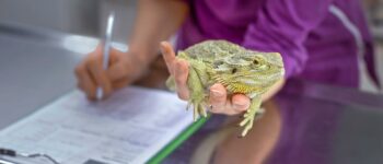 What Does Bearded Dragon Poop Look Like?