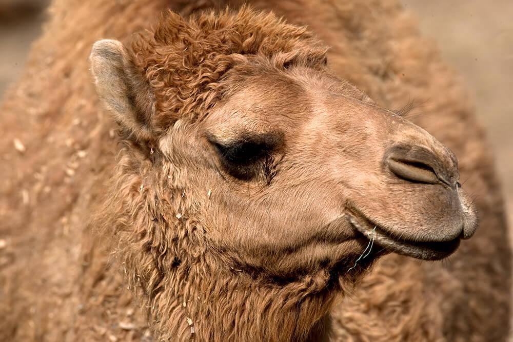 Close up of dromedary camel