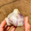 Can You Compost Garlic?