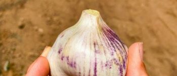 Can You Compost Garlic?