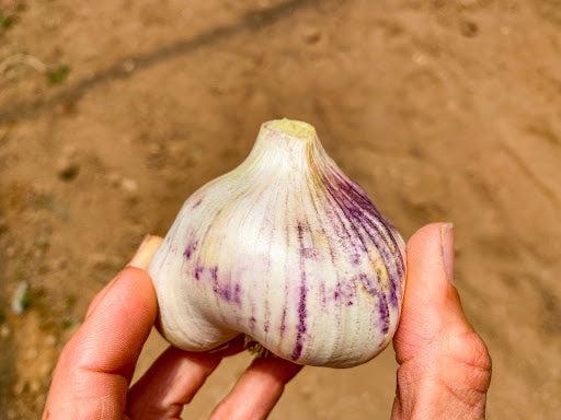 can garlic go in compost