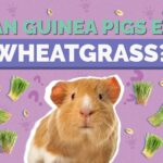 Can Guinea Pigs Eat Wheatgrass? Vet-Reviewed Facts & Safety Guide