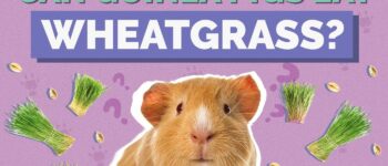 Can Guinea Pigs Eat Wheatgrass? Vet-Reviewed Facts & Safety Guide