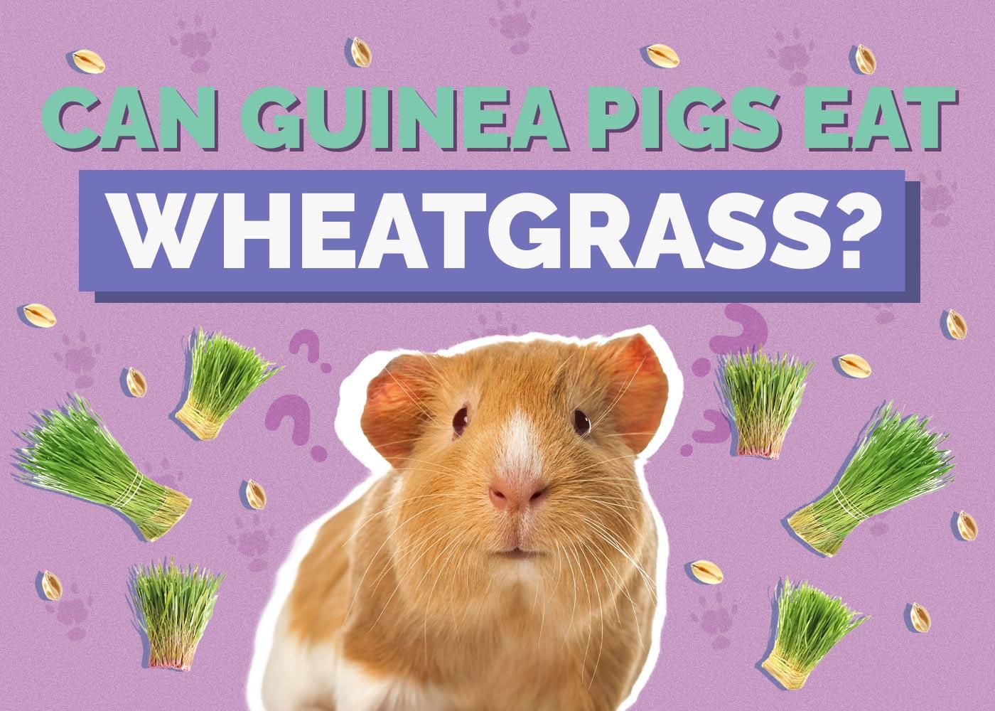 can guinea pigs have wheatgrass