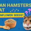 Can Hamsters Eat Sunflower Seeds? Vet-Approved Nutritional Science & Info