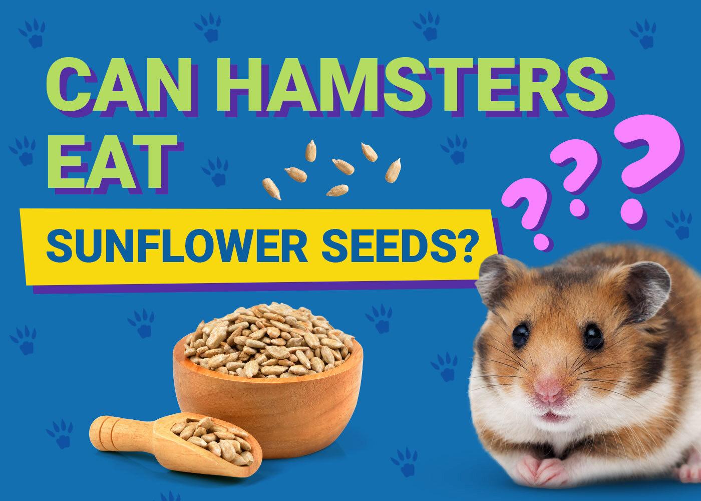 can hamsters eat sunflower seeds with salt