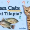 Can Cats Eat Tilapia? Vet Approved Nutrition Advice