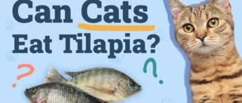 Can Cats Eat Tilapia? Vet Approved Nutrition Advice