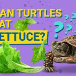 Can Turtles Eat Lettuce? Vet-Approved Nutritional Science & Info