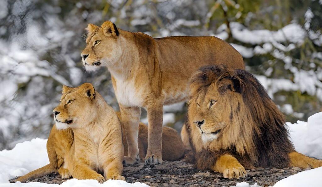 can lions survive in snow