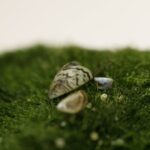 Invasive Zebra Mussels Found in Moss Balls