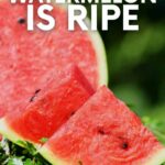 How to Tell if a Watermelon is Ripe