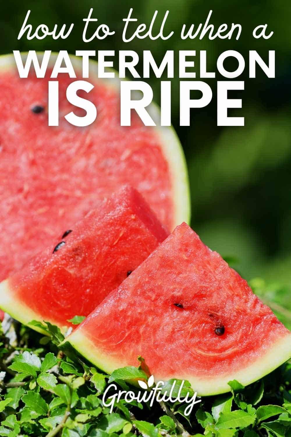 can you eat unripe watermelon