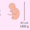 ¿Cómo es el bebé en la semana 32 de embarazo? ¿Qué síntomas hay?