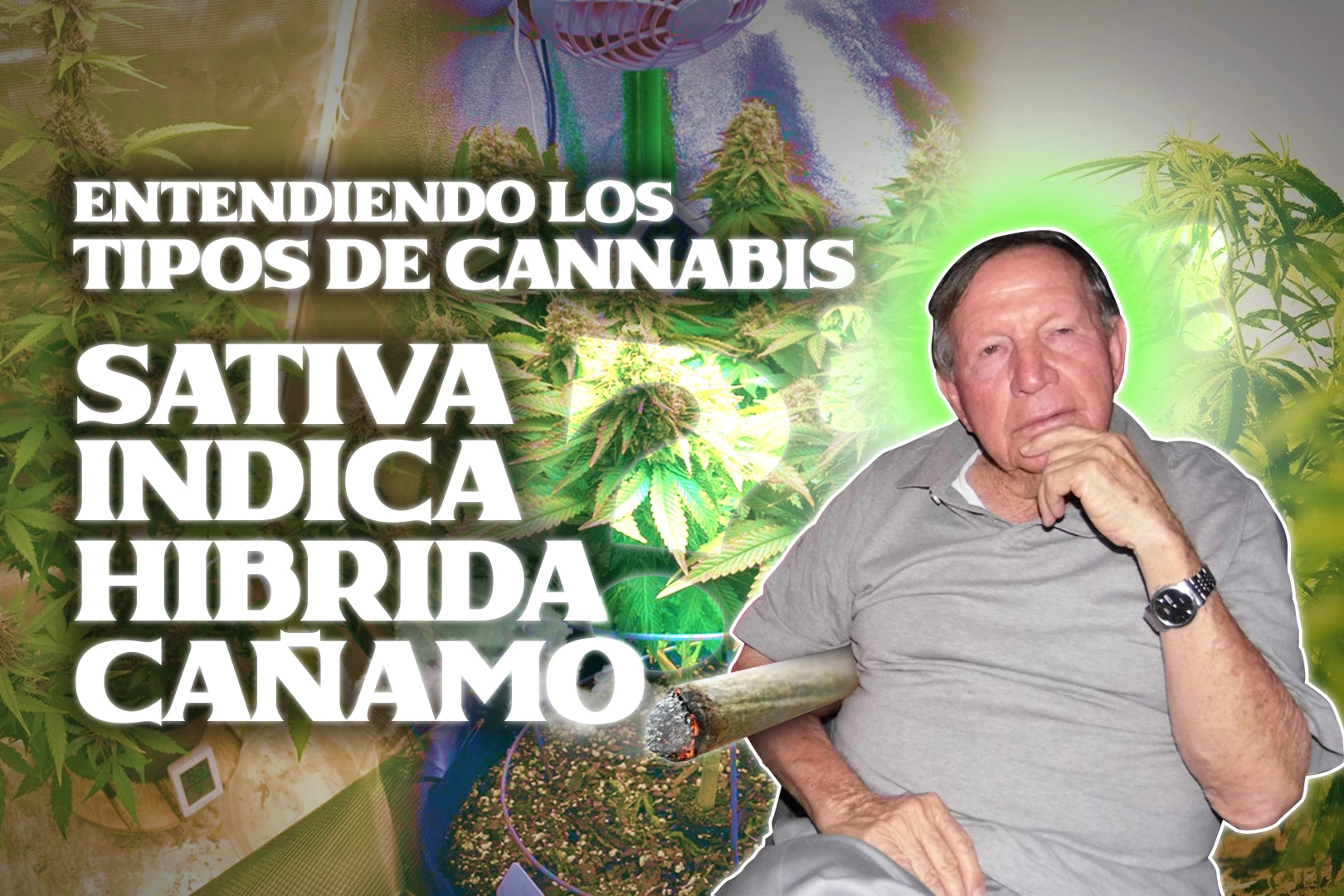 diferencia entre sativa indica y hibrida