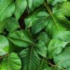 10 Common Myths About Poison Ivy | Short Hills Dermatology