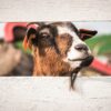 Causes of Hair Loss in Goats