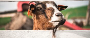 Causes of Hair Loss in Goats