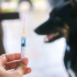 Can a Dog Get Two Rabies Shots in One Year? Vet-Reviewed Safety Facts