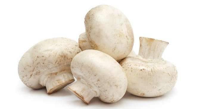 mushroom benefits for sperm count