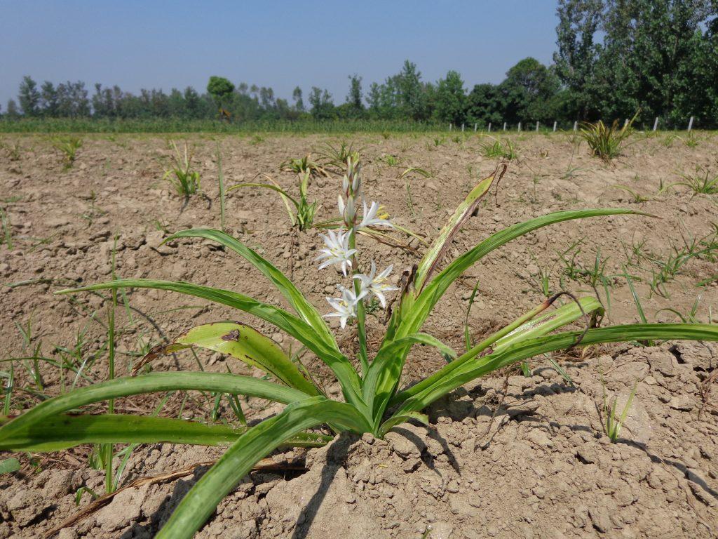 safed musli ke fayde in hindi