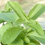 Stevia rebaudiana Stevia