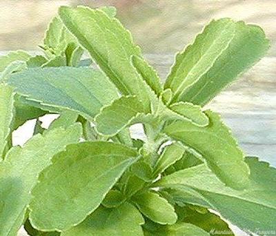 Stevia rebaudiana Stevia