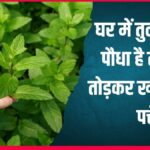 सुबह खाली पेट तुलसी के पत्ते खाने से क्या होता है? घर में है पौधा तो आज से ही शुरू कर दें खाना