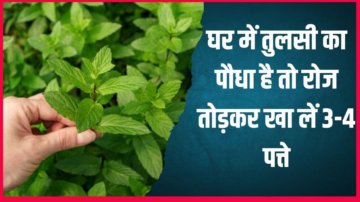 tulsi ke patte khane ke fayde