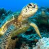 The Hawaiian Honu – Symbol of Wisdom and Good Luck