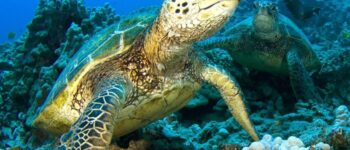 The Hawaiian Honu – Symbol of Wisdom and Good Luck