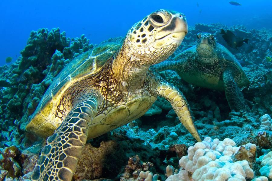 Honu - Sea turtle in Hawaii