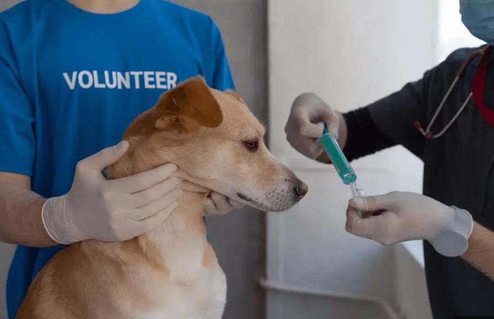 what happens if a dog gets two rabies shots in one year