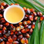 What is Alpha Palm Vitamin Benefits: Power of Palm Fruit