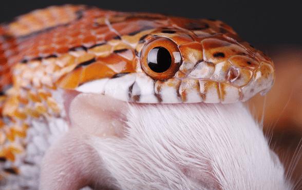 can corn snakes eat chicken eggs