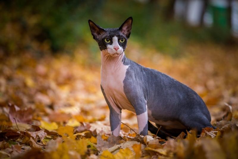 do sphynx cats need sunscreen