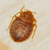 Does Tea Tree Oil Kill Bed Bugs? (A Quick Guide)