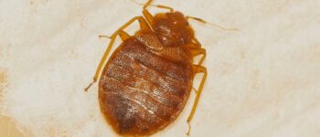 Does Tea Tree Oil Kill Bed Bugs? (A Quick Guide)