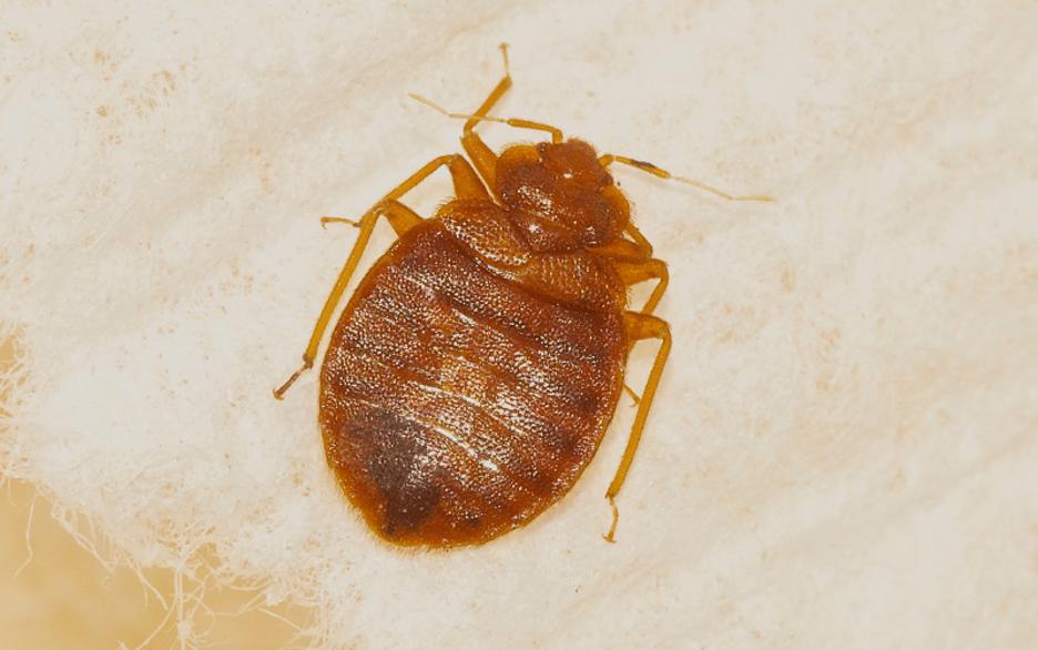 does tea tree oil get rid of bed bugs