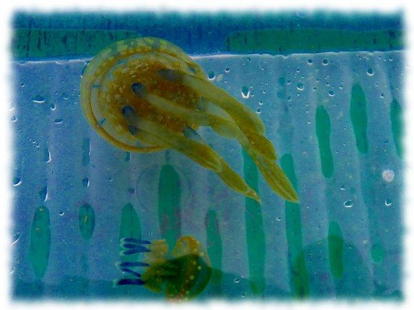 how long can jellyfish survive out of water