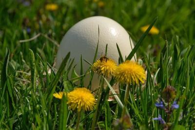 how to crack an ostrich egg