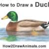 How to Draw a Mallard Duck (Color) VIDEO & Step-by-Step Pictures