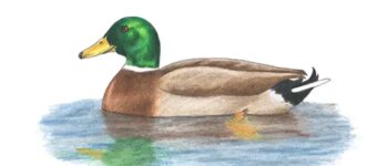 How to Draw a Mallard Duck (Color) VIDEO & Step-by-Step Pictures