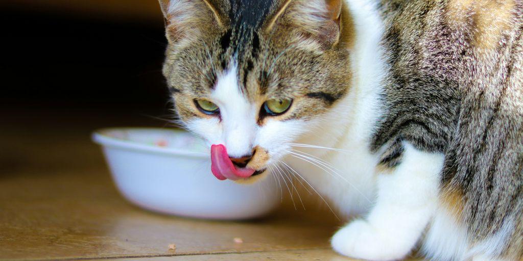 is erythritol toxic to cats