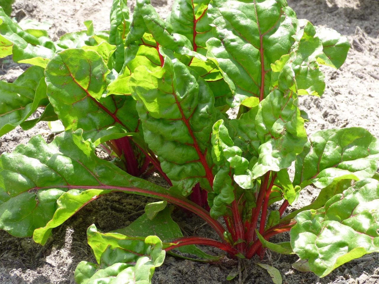 is swiss chard and rhubarb the same thing