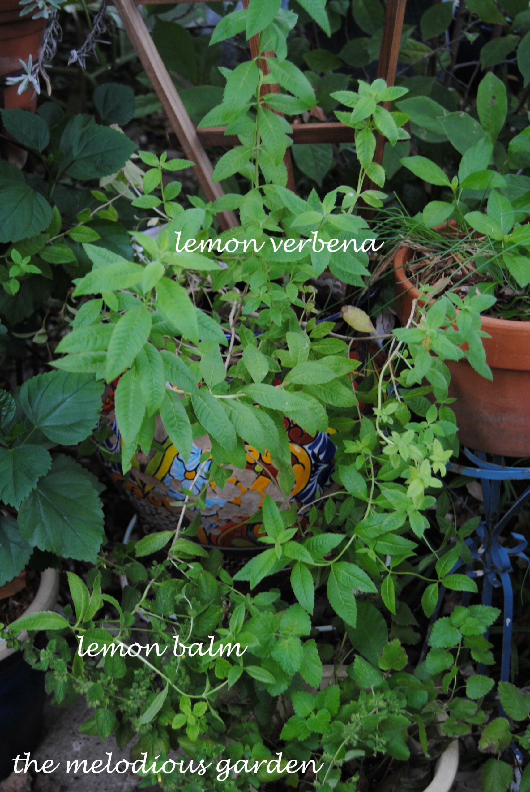 Lemon herbs… Lemon verbena and Lemon balm