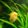 Care Guide for Mystery Snails — Entertaining and Useful Scavenger